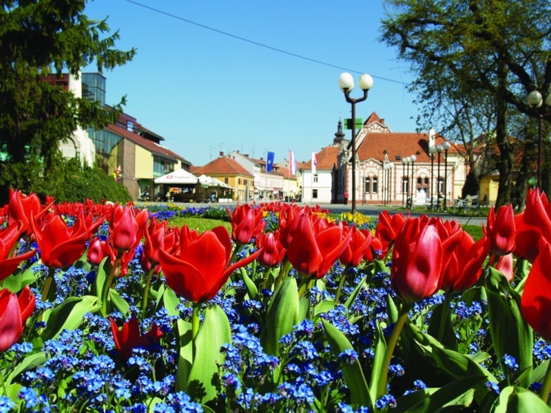 tulipani
